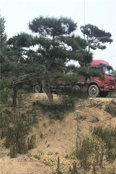 造型黑松哪里有卖-青海造型黑松-戎新造型油松