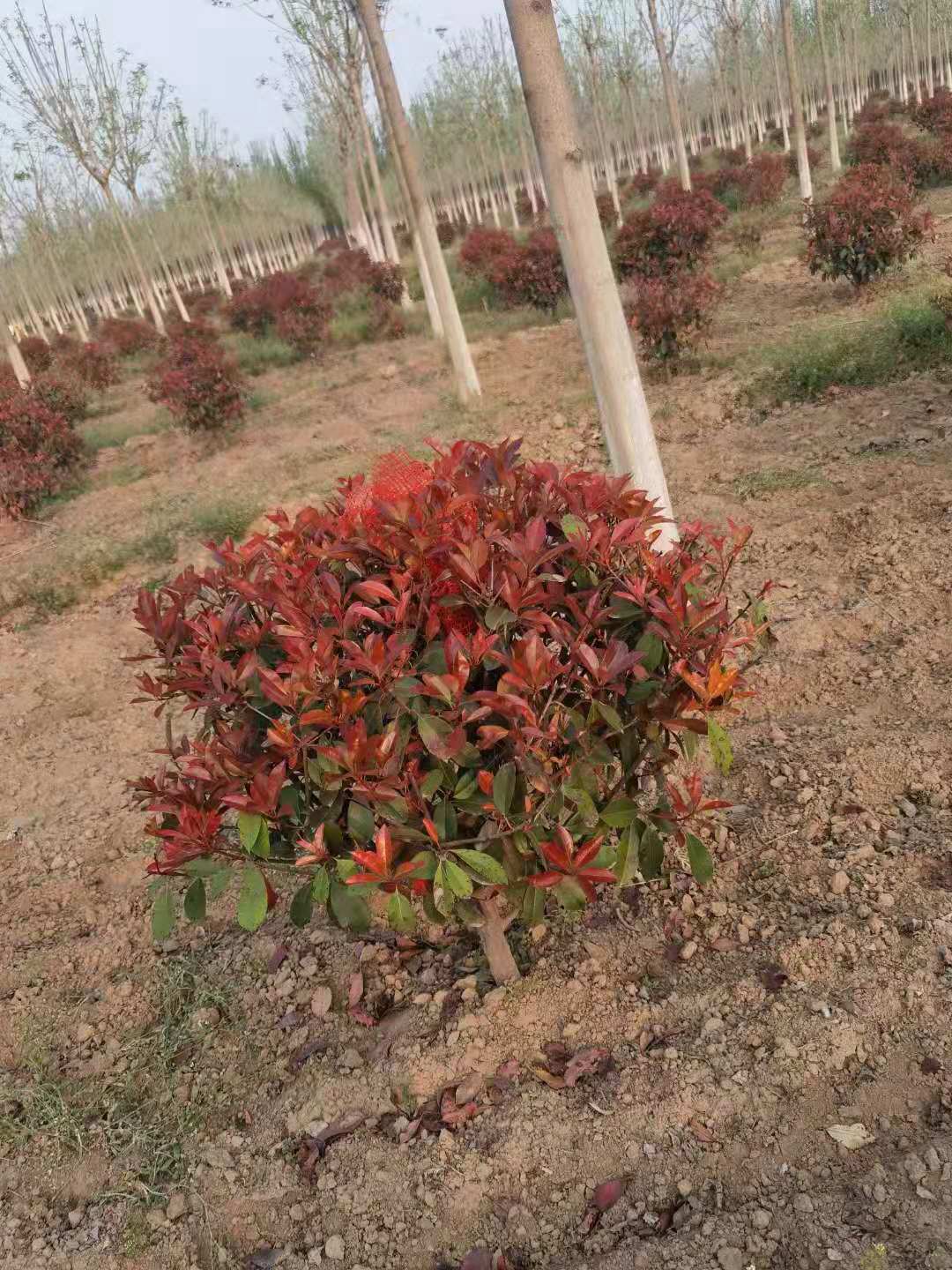 邯郸红叶石楠球苗木基地 1.2米红叶石楠球基地