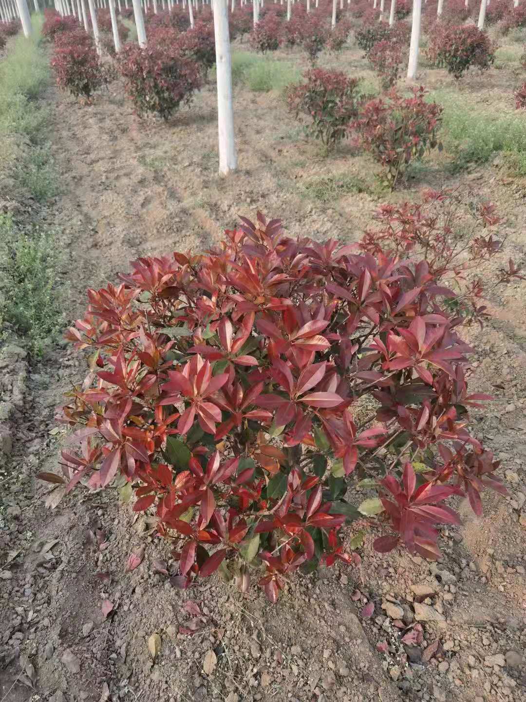 邯郸红叶石楠球苗木基地 1.2米红叶石楠球基地