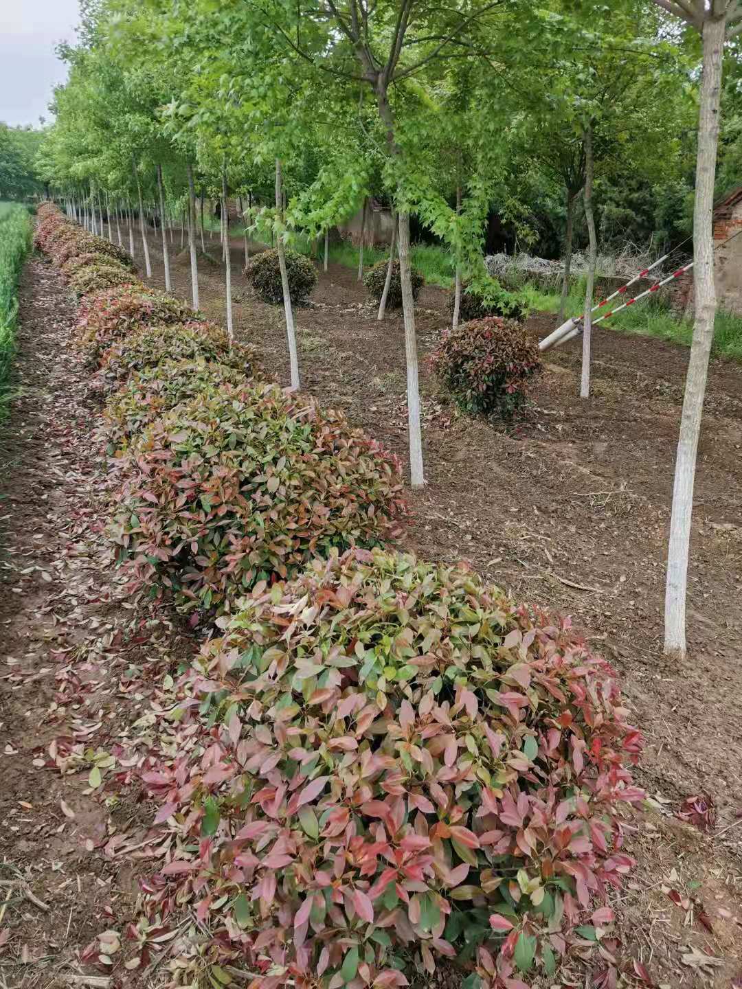 邯郸红叶石楠球苗木基地 1.2米红叶石楠球基地