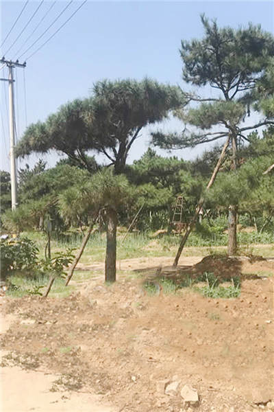 景觀松基地-秦皇島景觀松-戎新造型油松