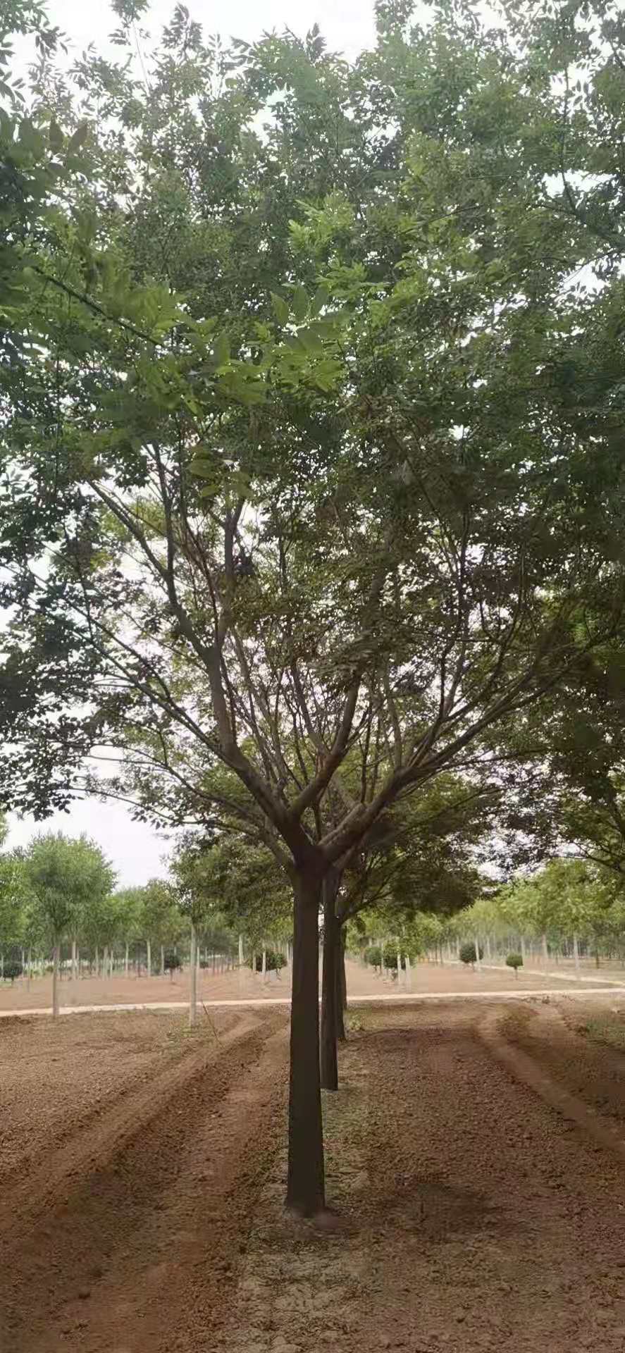 景观绿化朴树出售朴树基地 大规模朴树供应