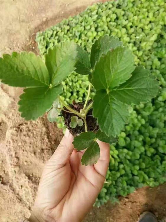 汕头香蕉草莓苗种植基地