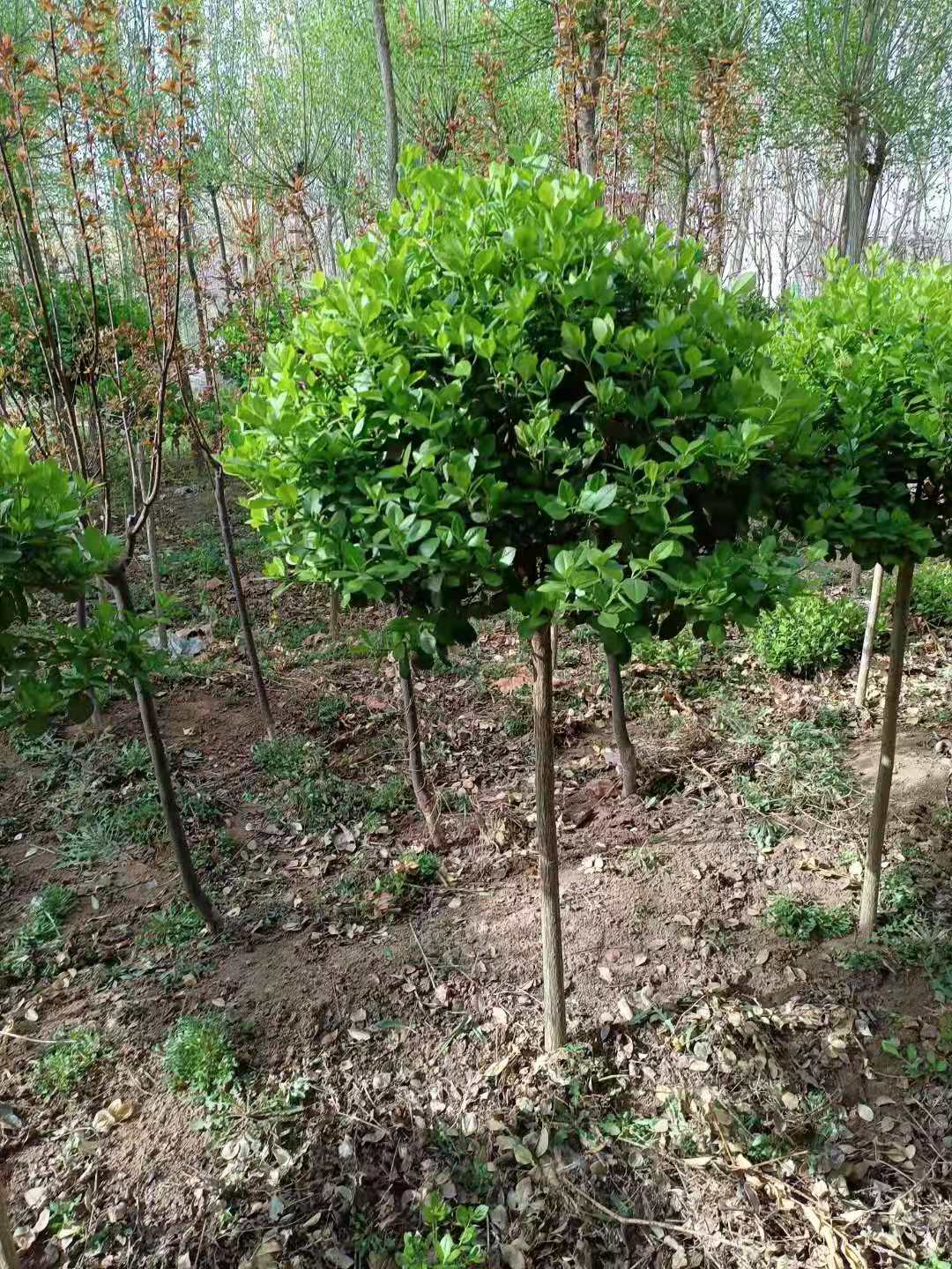 淄博綠化用冬紅衛(wèi)矛球苗木基地
