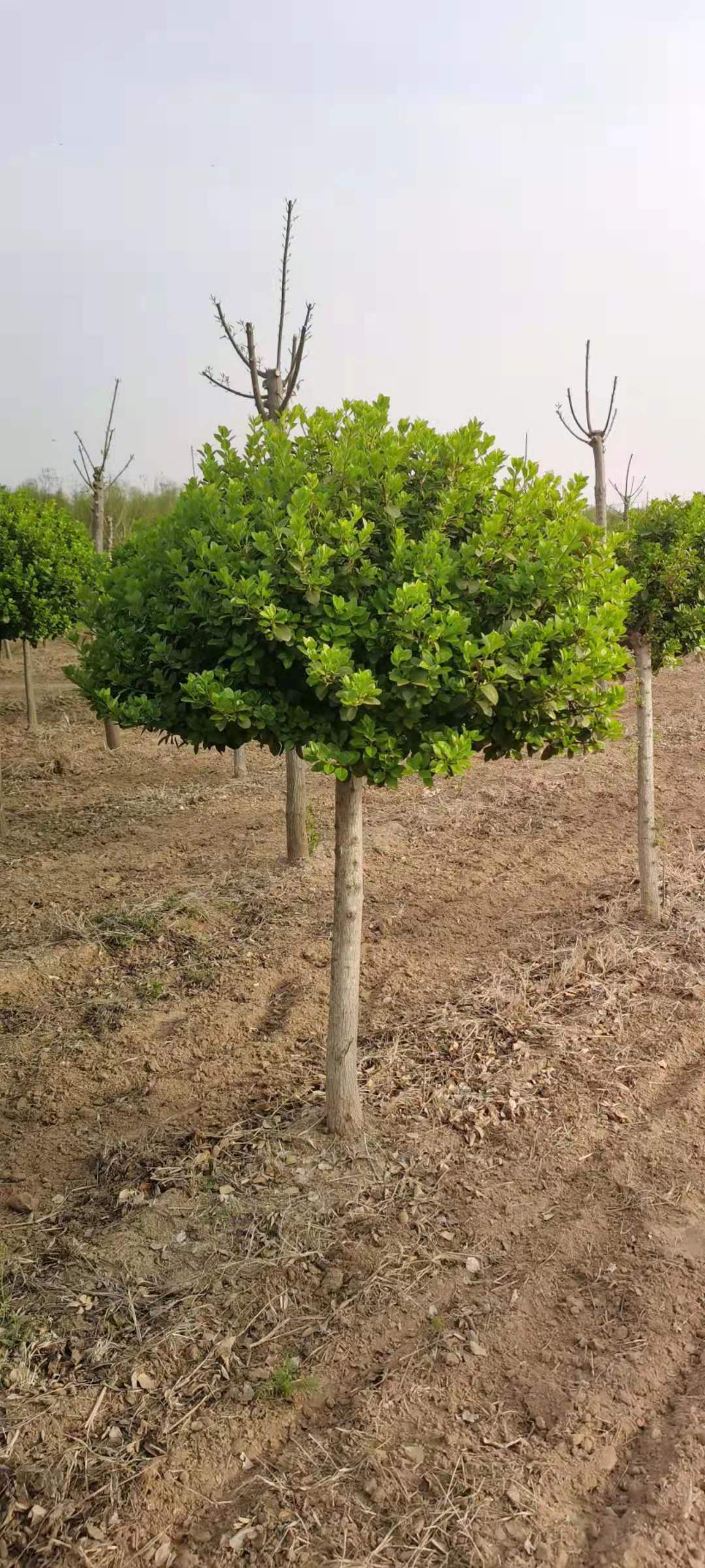 山东高接胶东卫矛球苗木基地