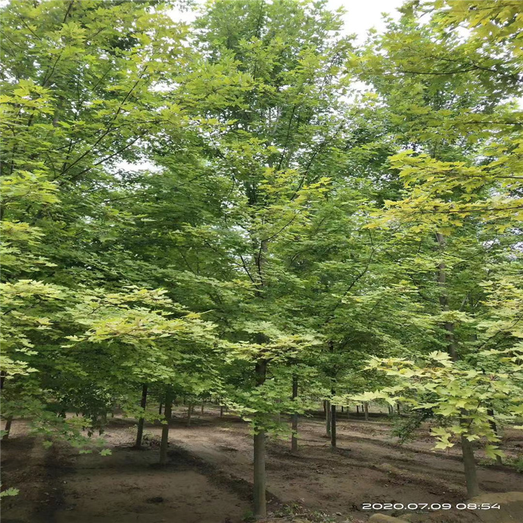8公分秋火焰樹苗基地 紅楓