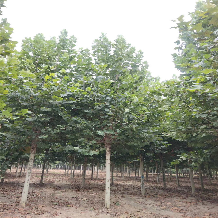 聊城40公分法桐培育基地 品種優良