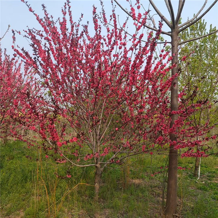 莱芜8公分碧桃树苗基地