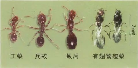 天津滅臭蟲(chóng)-綠洲環(huán)境消殺害蟲(chóng)-超市滅臭蟲(chóng)