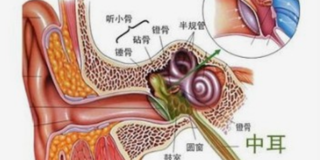 学专业采耳要多久 扬州艺妙科技供应