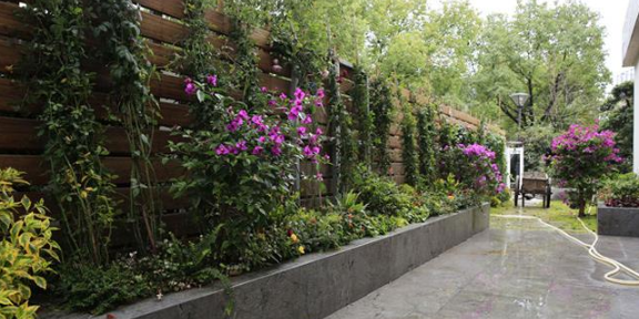 辦公室花卉種植怎么收費 南京康之蕊園藝供應