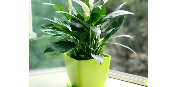 花卉批發 歡迎來電 南京康之蕊園藝供應