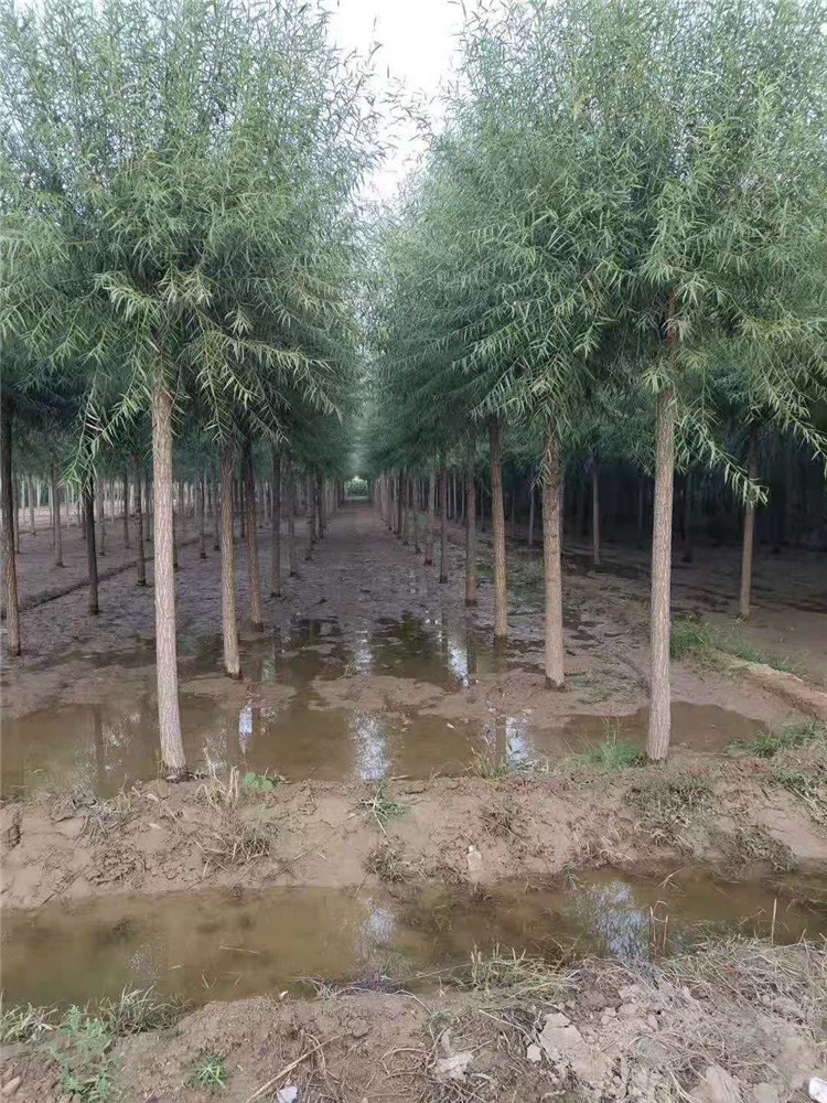 垂柳基地 柳樹樹苗生產(chǎn)基地