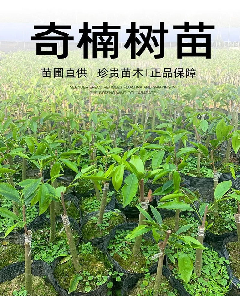 惠州正宗一代奇楠沉香有几种