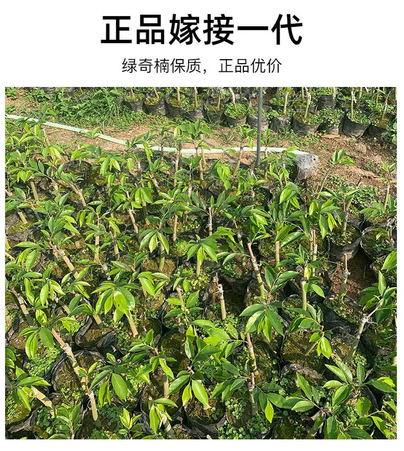 昆明正宗一代奇楠沉香木