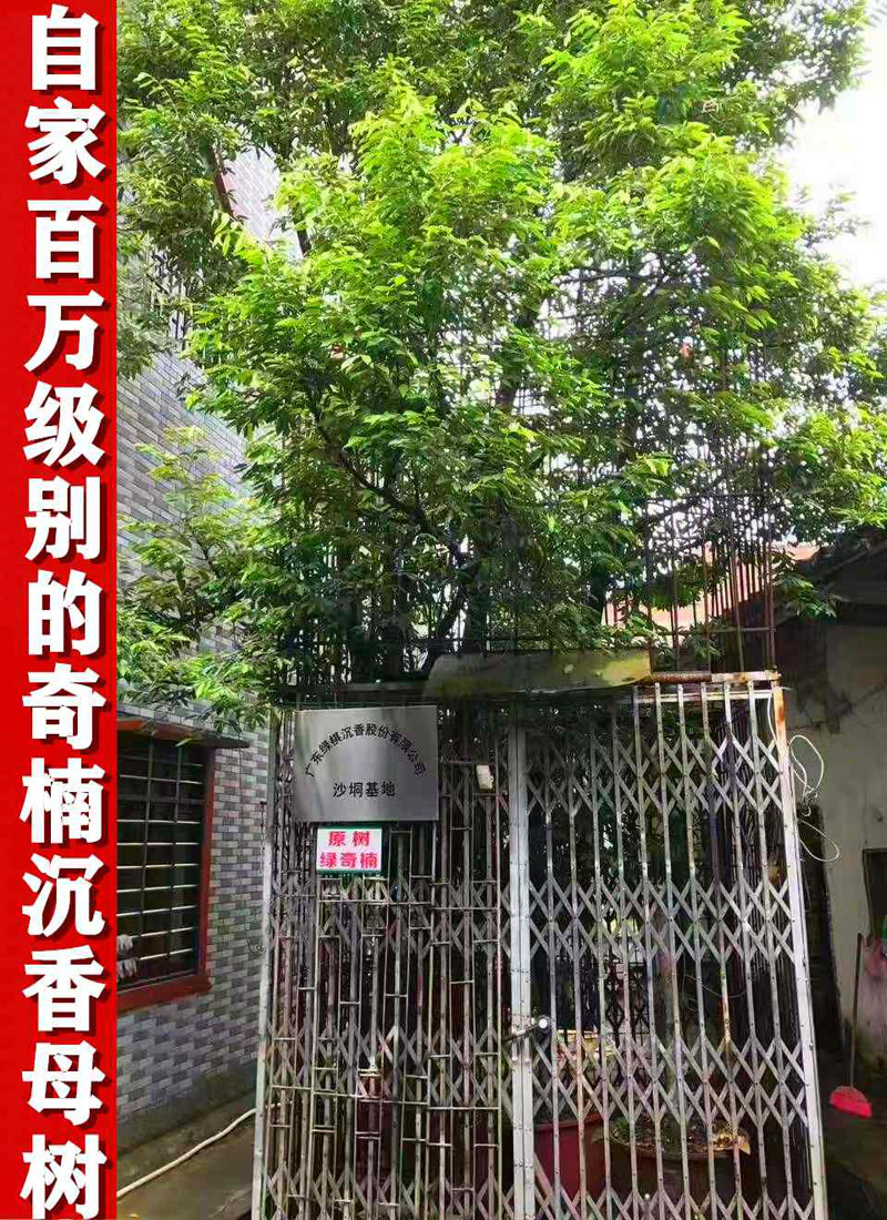 白沙黎族自治县正宗一代奇楠沉香树苗市场价