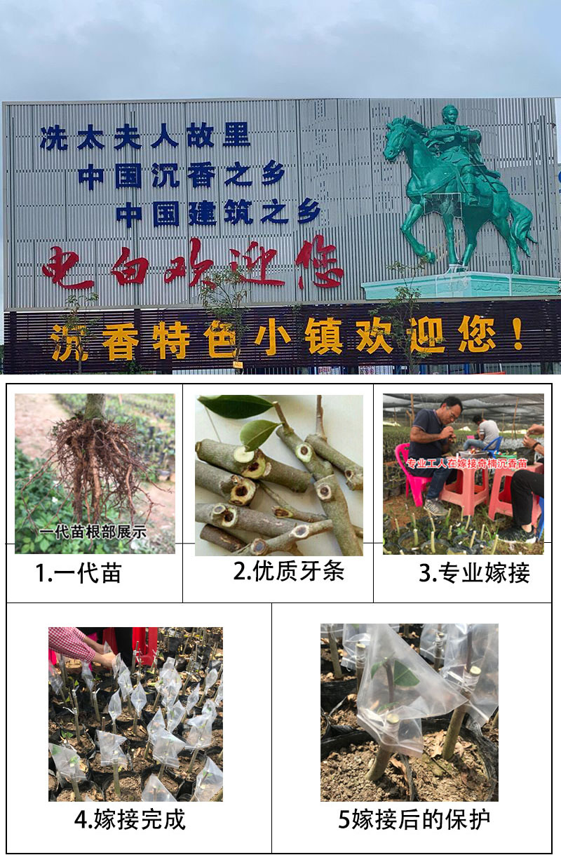 惠州正宗一代奇楠沉香有几种