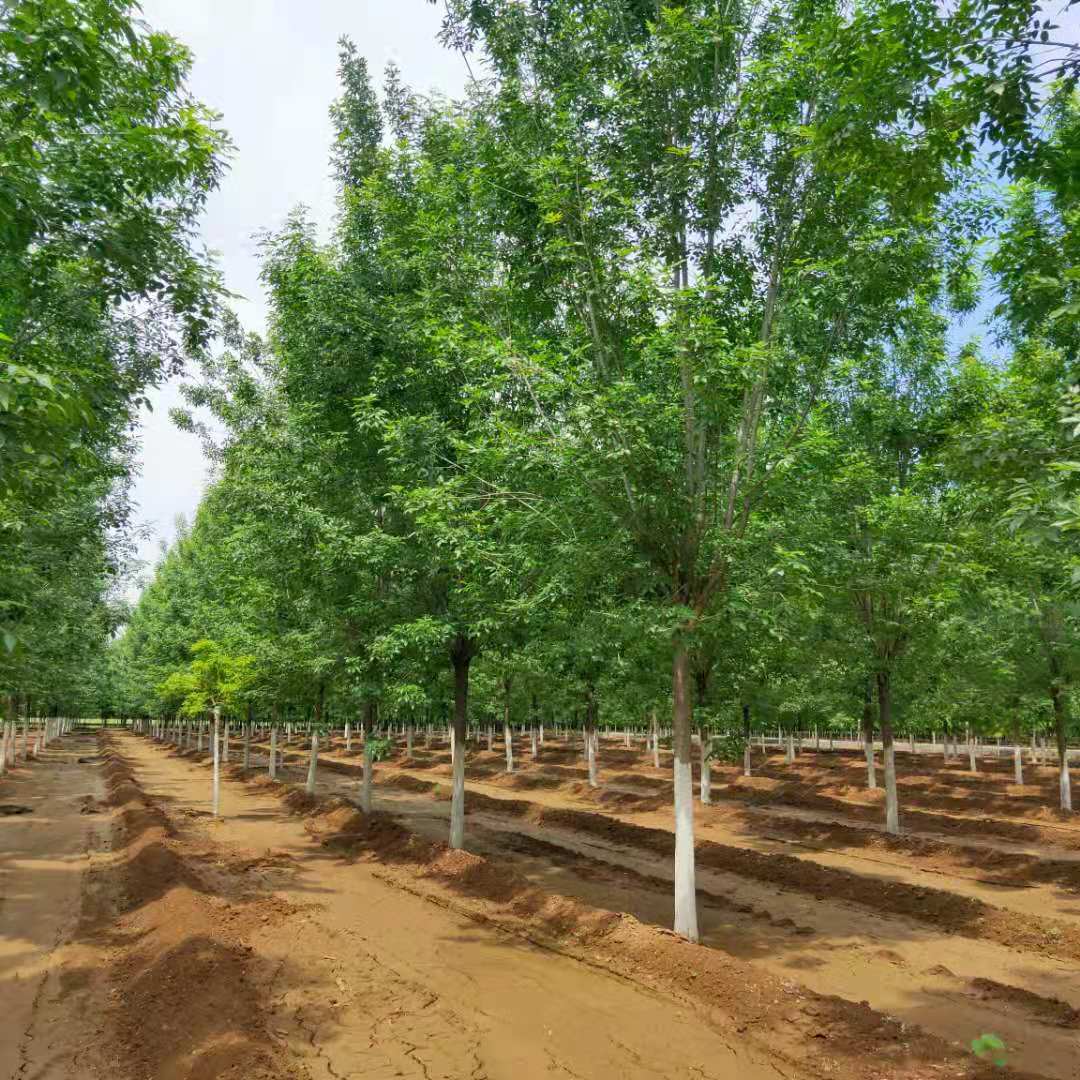 任城区10公分白蜡白蜡种植基地电话