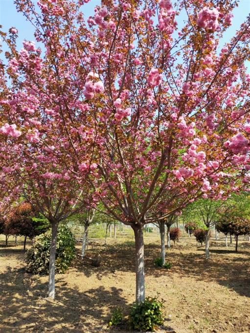 全国17公分樱花樱花直供 山樱花 诚信为本