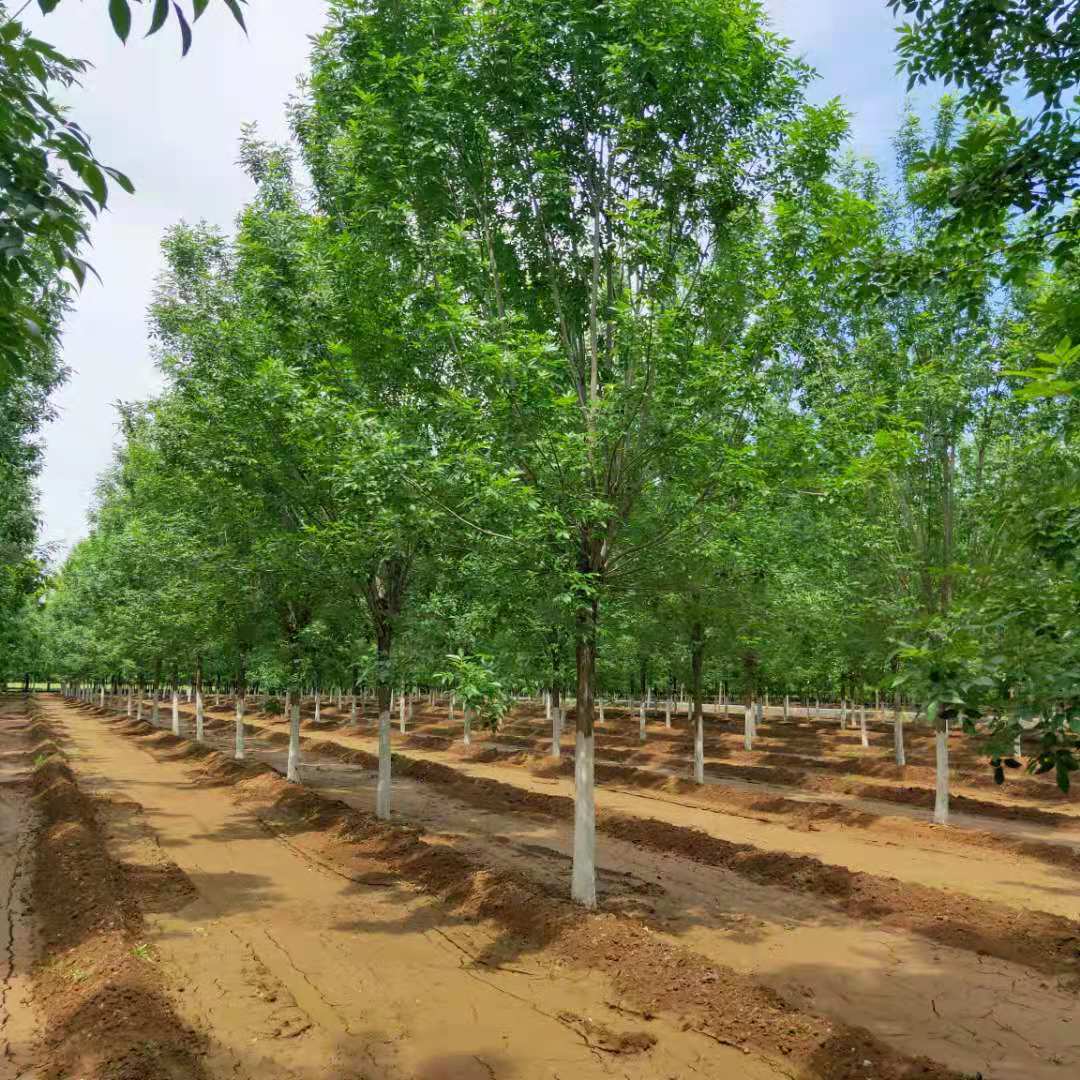 任城区10公分白蜡白蜡种植基地电话