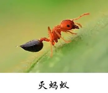 天津滅老鼠-綠洲環(huán)境科技滅蟲公司-學(xué)校滅老鼠