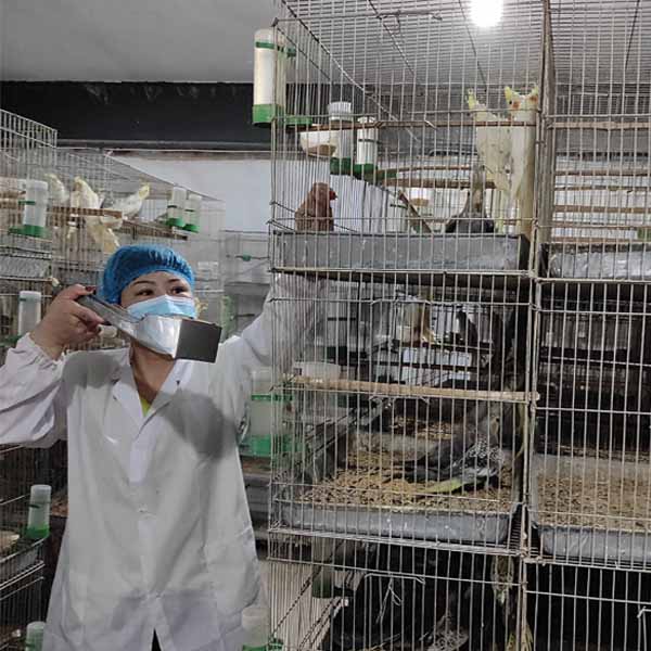 駐馬店飼養鸚鵡-卉林養殖值得信賴-飼養鸚鵡怎么樣？