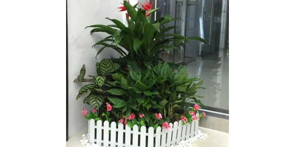 浦口區大型花卉租賃 推薦咨詢 南京康之蕊園藝供應