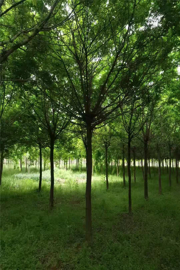 青岛皂角树种植基地