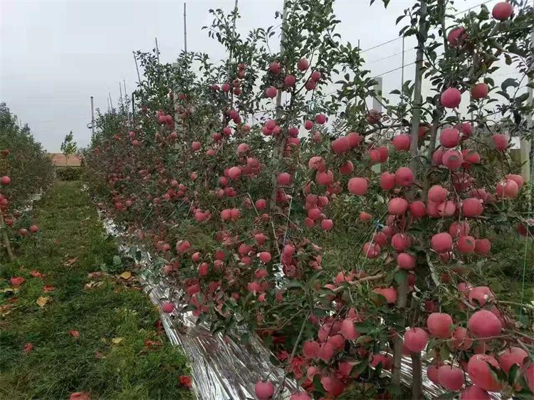 日照鸡心果苗 果树苗原产地