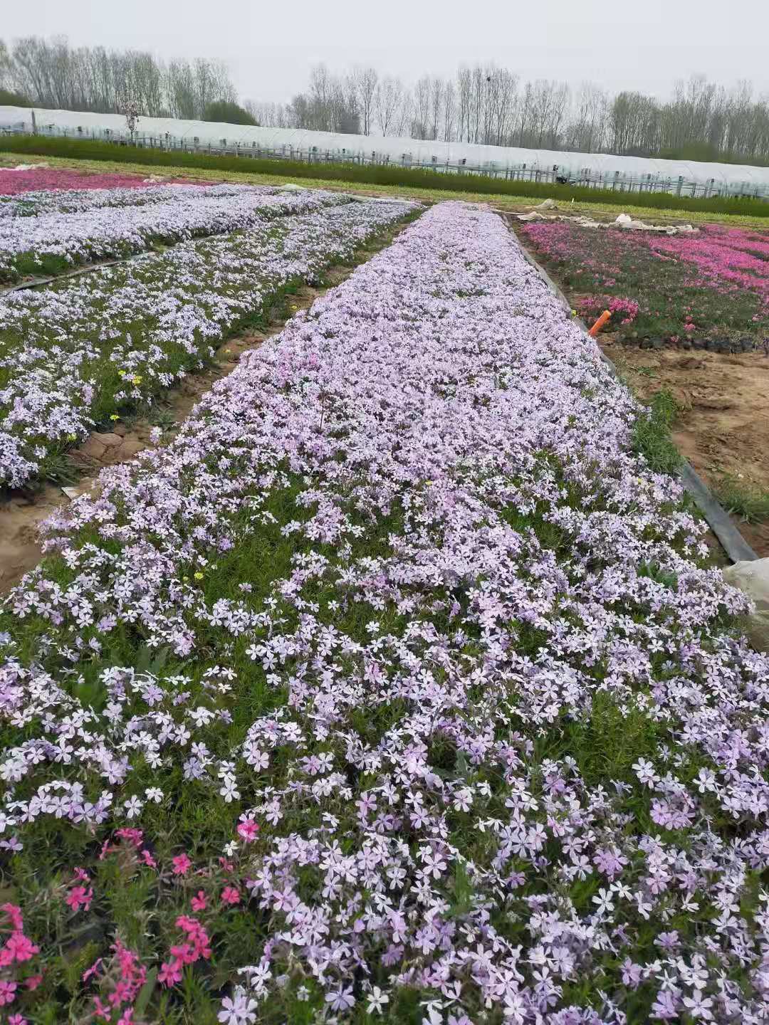 山东宿根草花