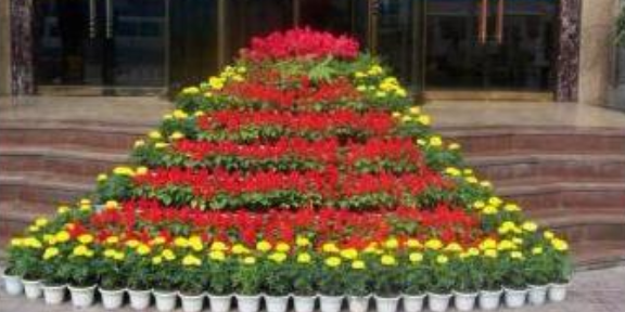 南京辦公室綠植花卉種植公司好不好 南京康之蕊園藝供應