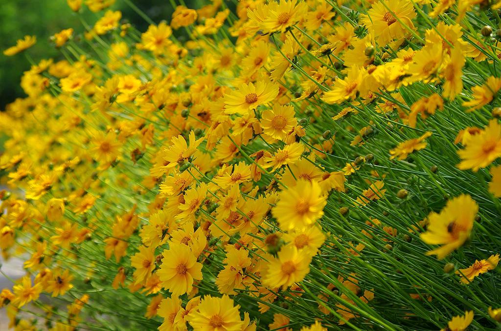 青州临朐花草苗木金鸡菊