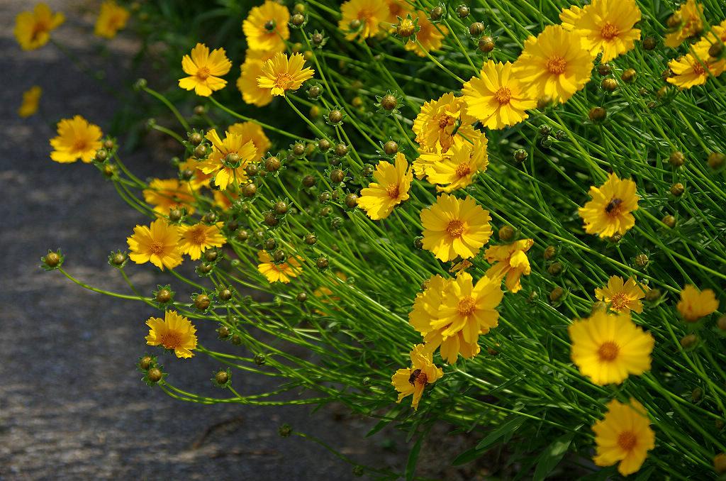 金鸡菊厂