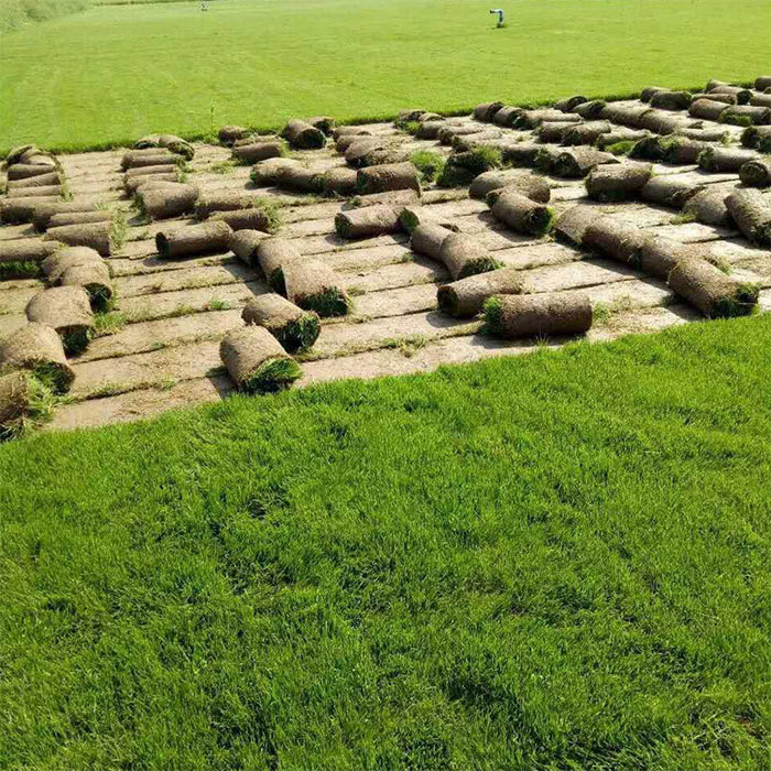 剪股颖草坪哪里有-昆明建勇真草坪批发-曲靖剪股颖草坪