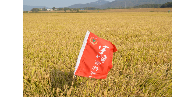 安慶口碑好的血糯米 歡迎來電 宇順高科種業(yè)供應(yīng)