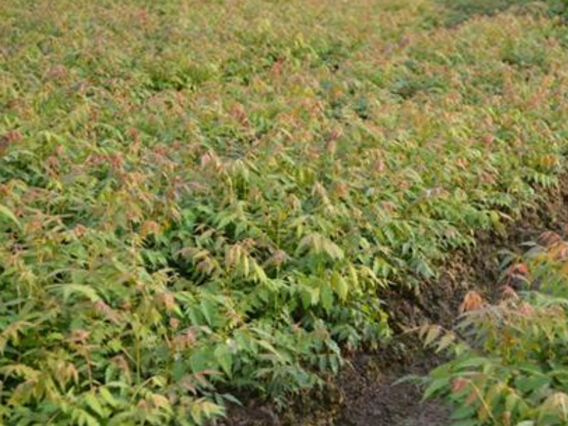 湖南14公分欒樹多少錢一棵 歡迎來電 咸安區春城苗圃供應