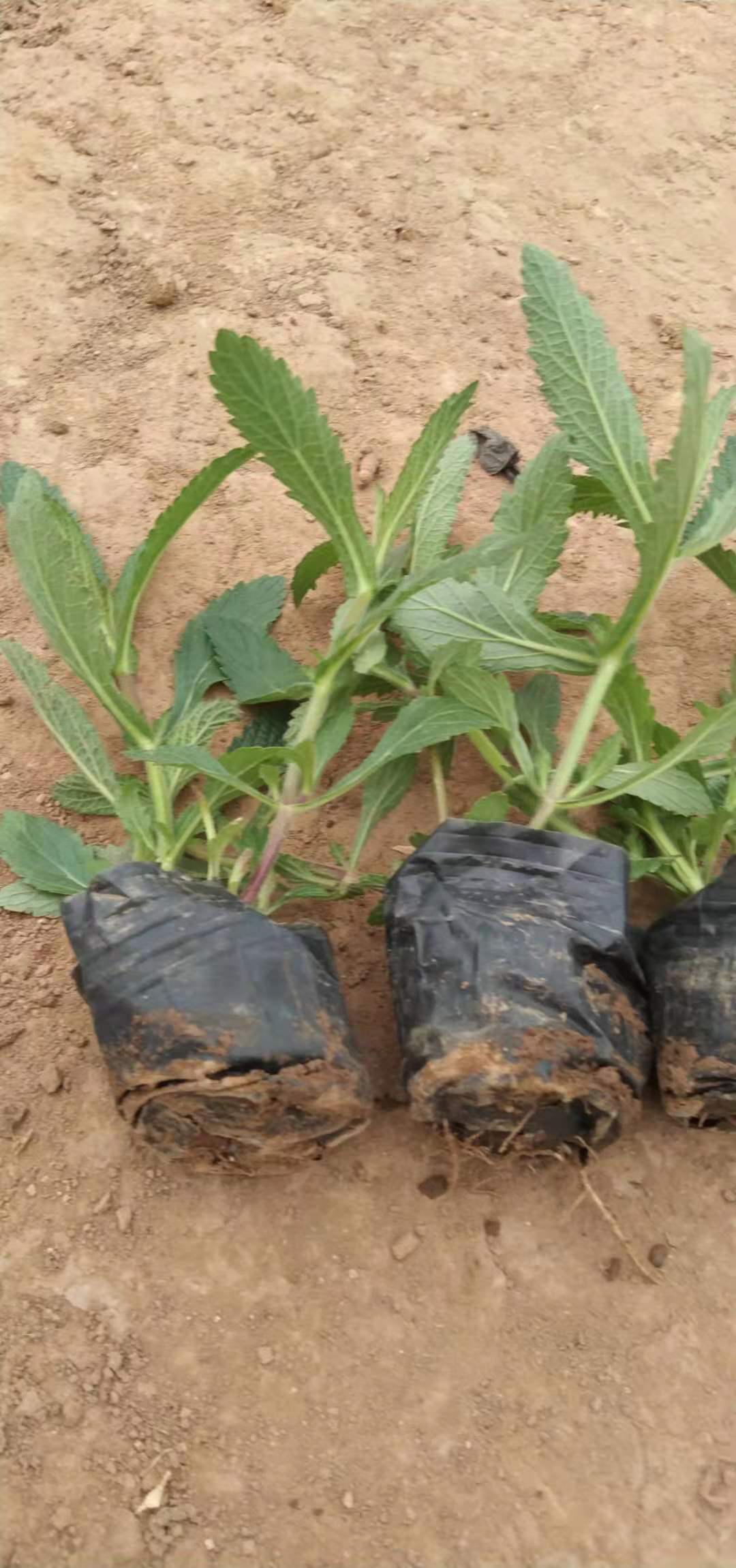 申美花草苗木基地马鞭草