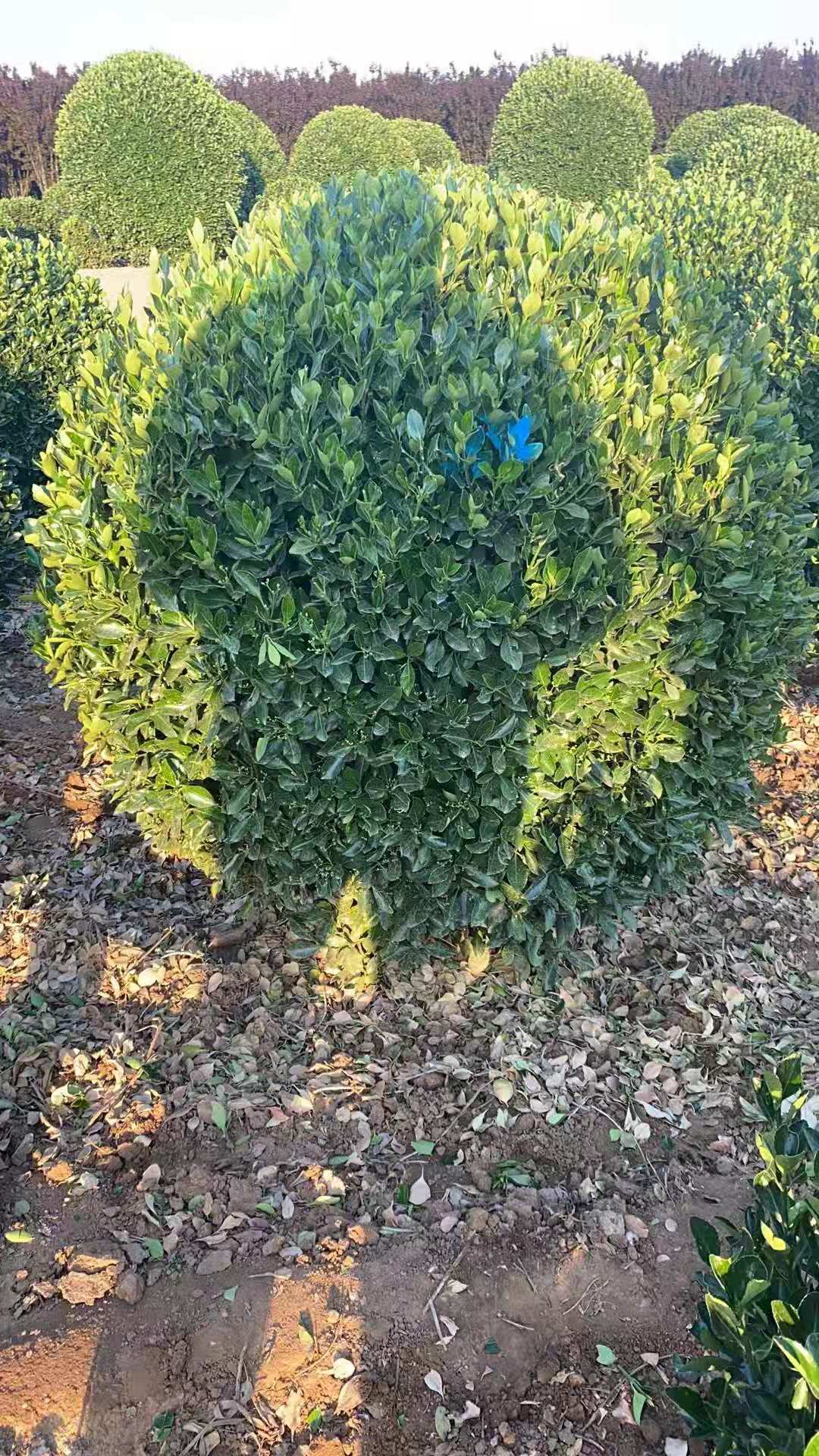 洛阳大叶黄杨球 潍坊大叶黄杨球种植基地