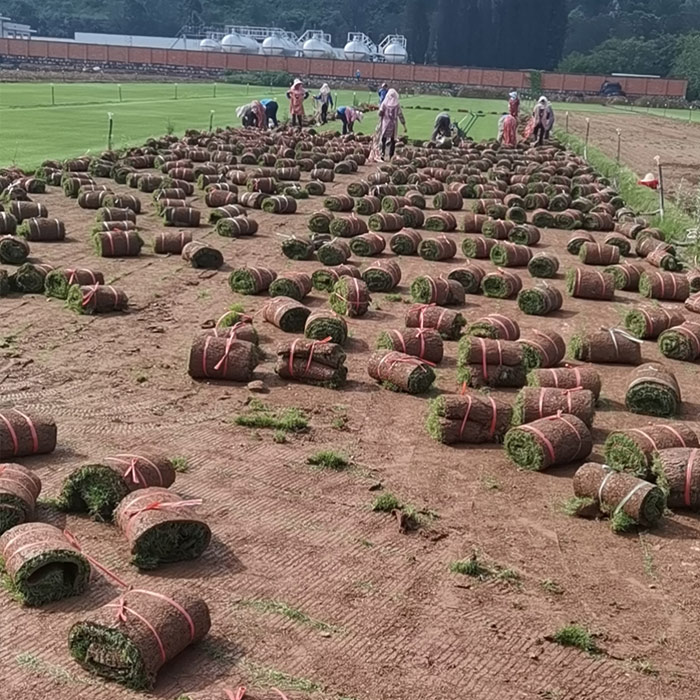 混播草坪-建勇真草坪惠-混播草坪種植基地