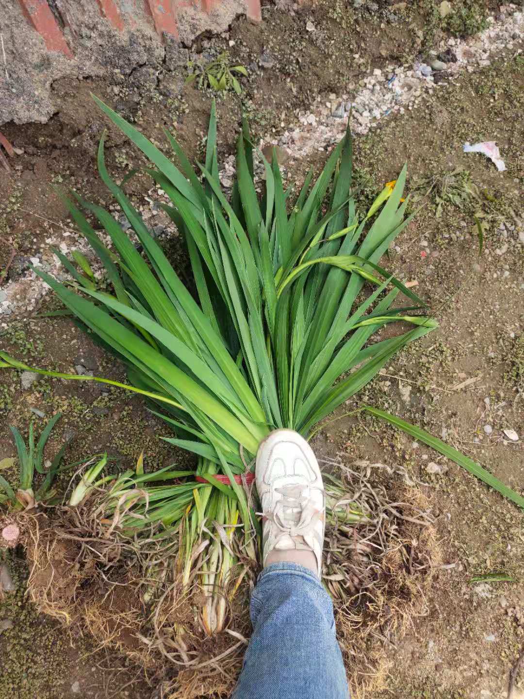 东营小生花卉黄菖蒲价格