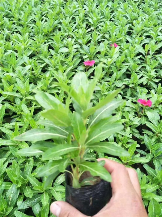 一二年生花卉-芳青花卉苗