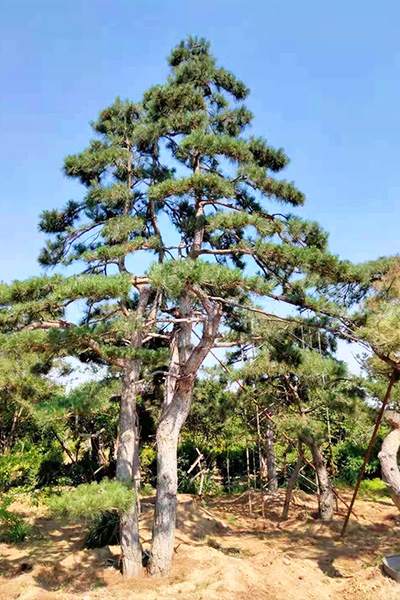 威海造型松景觀-盈泰園林-造型松景觀哪里有賣的