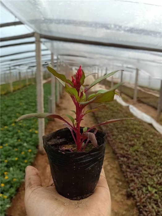 鸡冠花-芳青花卉苗-鸡冠花种植基地