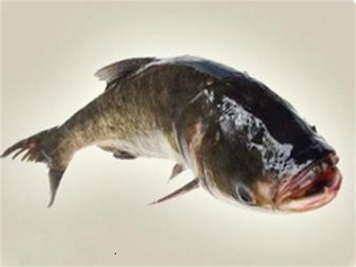 石排鎮單位膳食供應公司