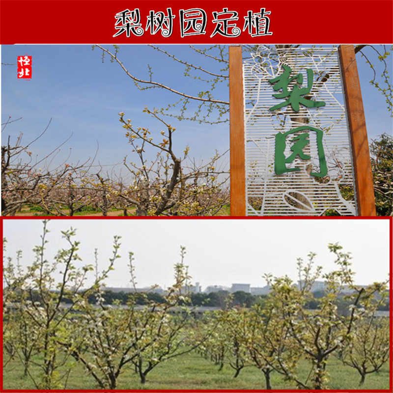 長治紅香酥梨樹苗 全國包郵