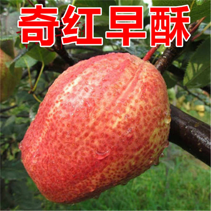 收益好 晉城紅香酥梨樹