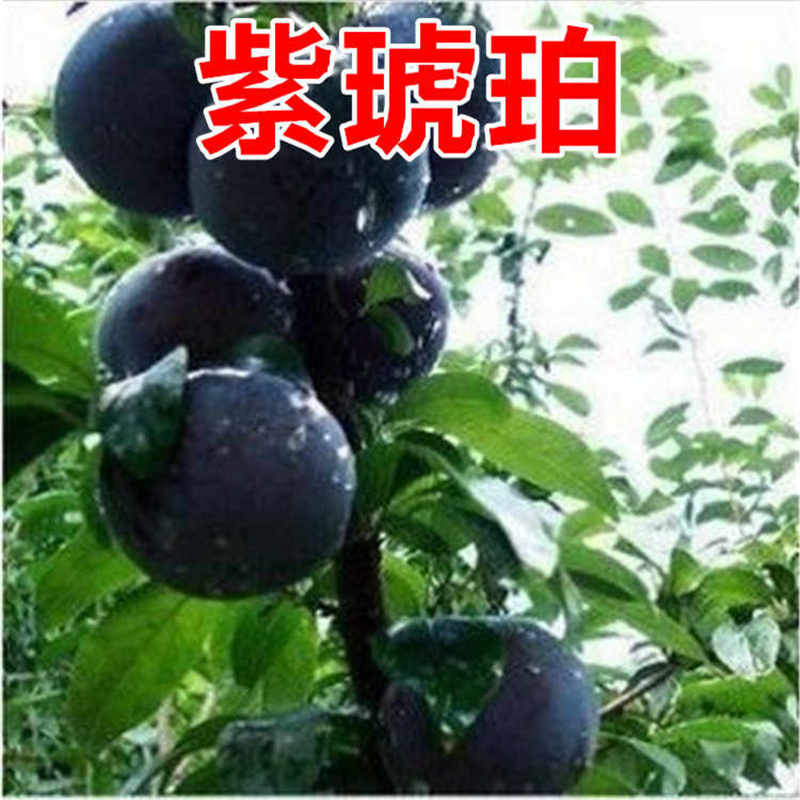 大同李子苗批发