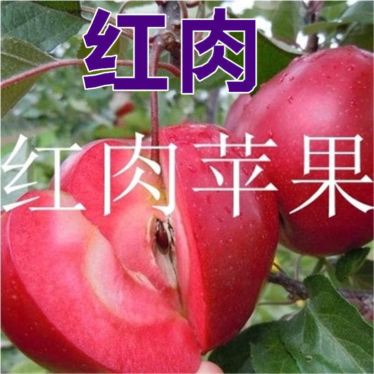 朔州紅富士蘋果樹苗批發 掛果早