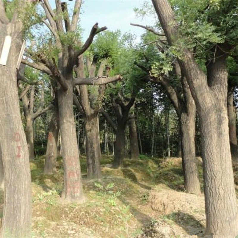 合肥黑槐樹苗零售 掛過早