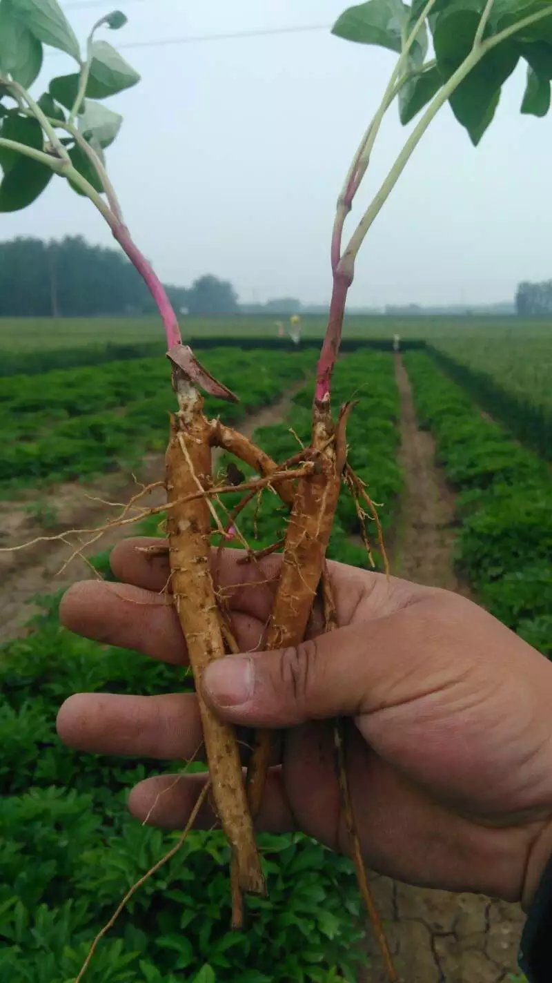 两年芍药苗价格